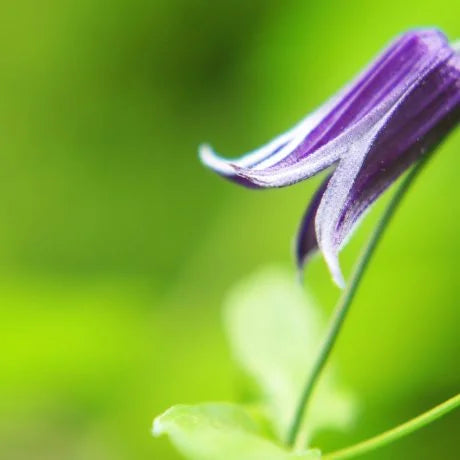 クレマチスの切り花を長持ちさせる方法は？特徴や花言葉も解説 – 花