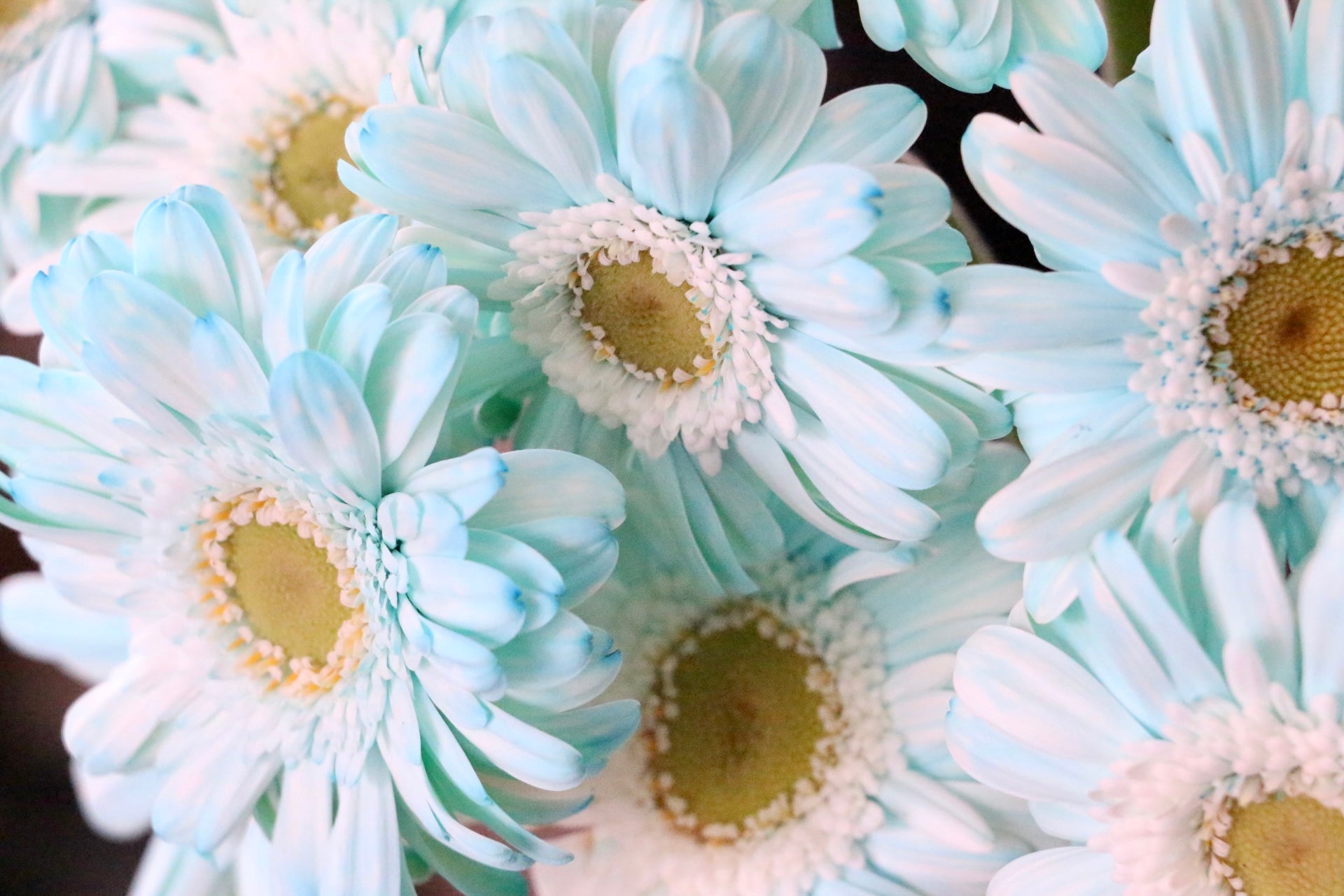 水色のガーベラの花言葉|本数別の意味やおすすめの組み合わせをご紹介します!