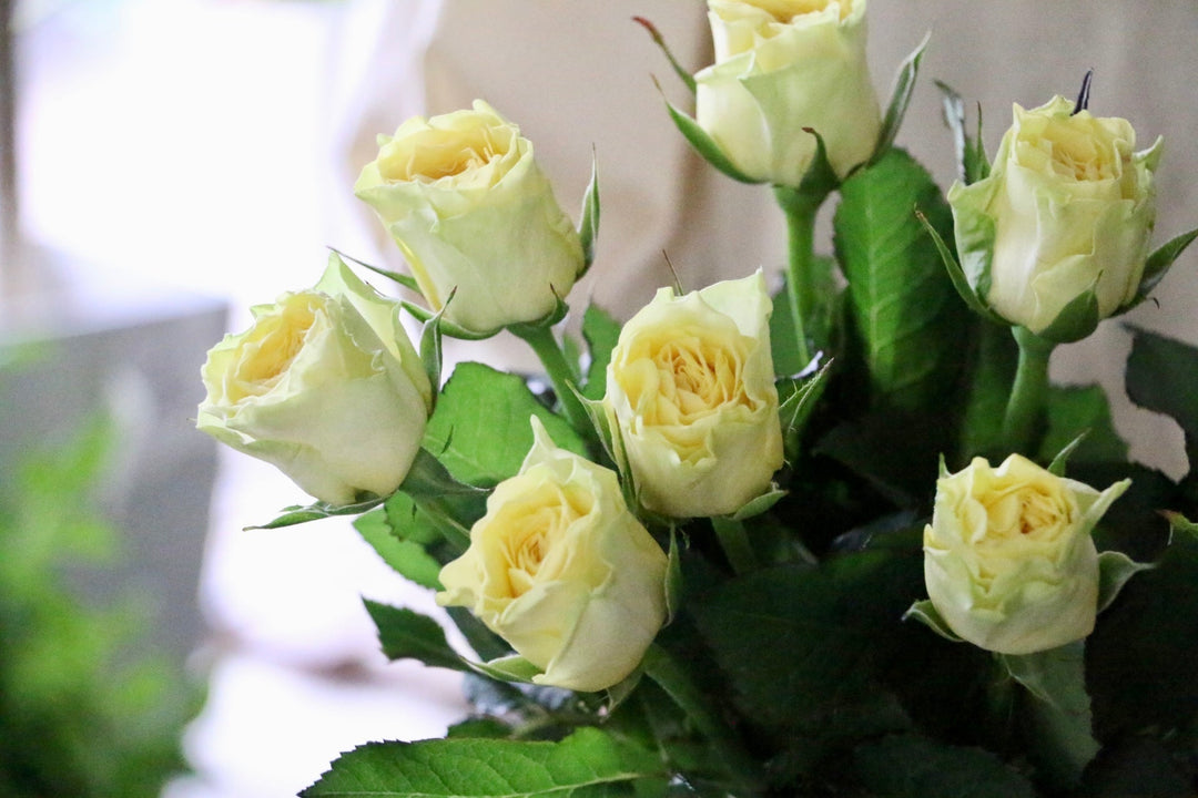 黄色いバラの花言葉|本数別の意味・おすすめのシーンをご紹介します