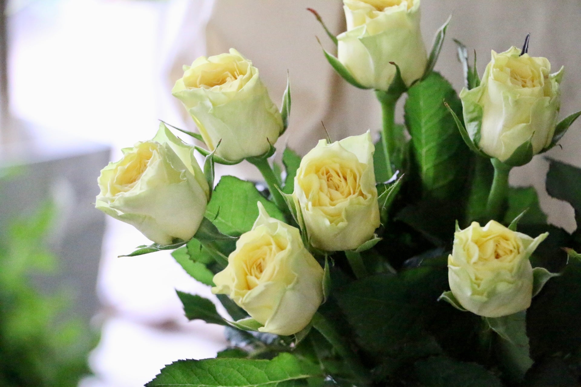 黄色いバラの花言葉|本数別の意味・おすすめのシーンをご紹介します