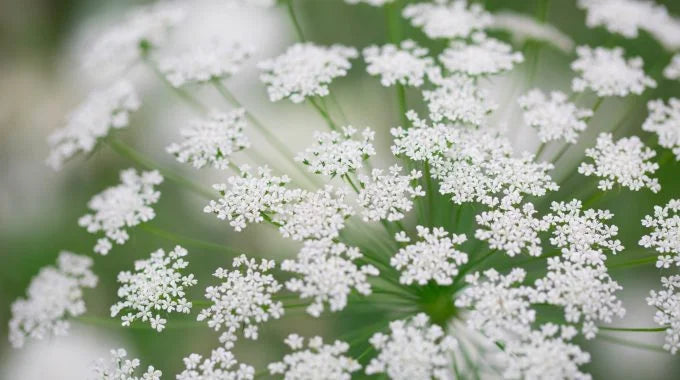 レースフラワー（ホワイトレースフラワー）の切り花を長持ちさせるお
