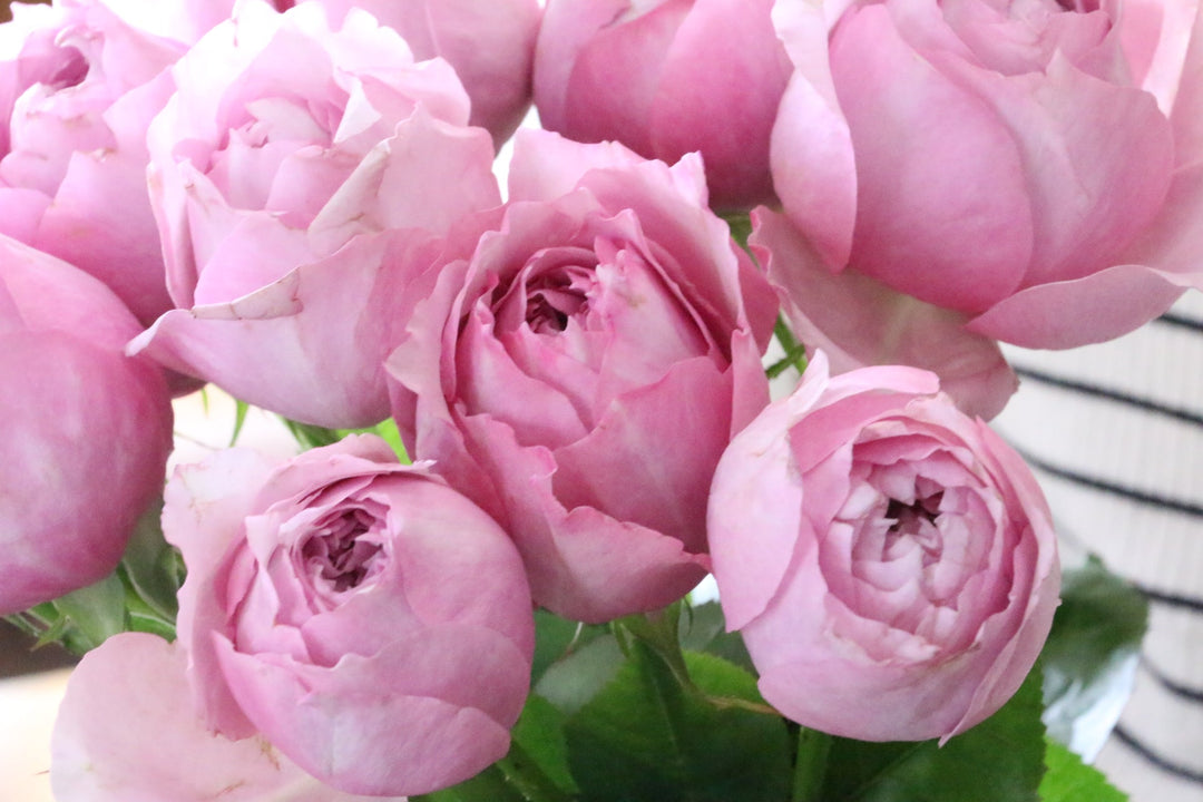 紫のバラの花言葉|本数別の意味・おすすめのシーンをご紹介します