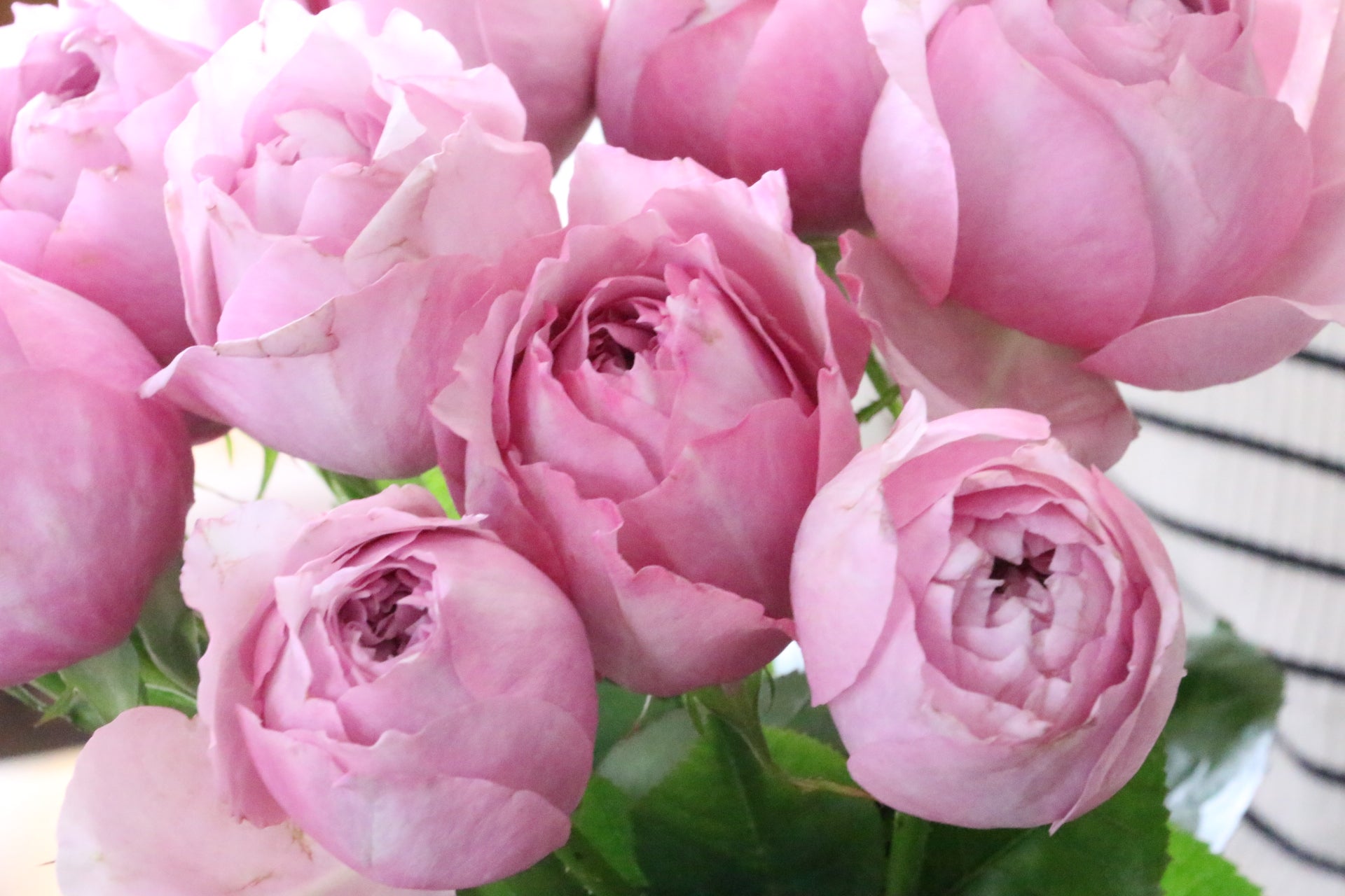 紫のバラの花言葉|本数別の意味・おすすめのシーンをご紹介します