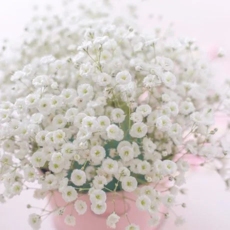 カスミソウ（かすみ草）の切り花を長持ちさせるお手入れ方法、花言葉