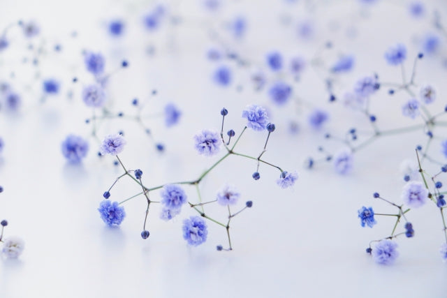 紫のカスミソウの花言葉|本数別の意味やおすすめの組み合わせをご紹介します!