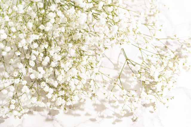 カスミソウのドライフラワーの作り方|自宅で簡単にできる染色方法も解説!