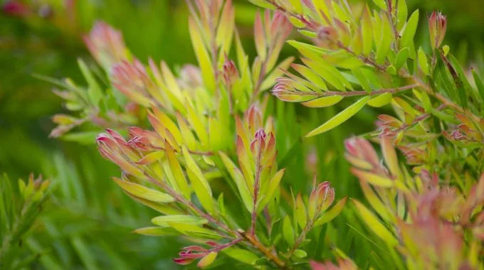 リューカデンドロンの切り花を長持ちさせるお手入れ方法は