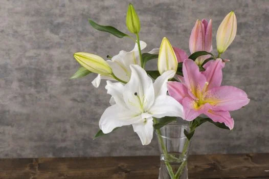 ユリ（百合）の切り花を長持ちさせるお手入れ方法は？花粉の対処法や