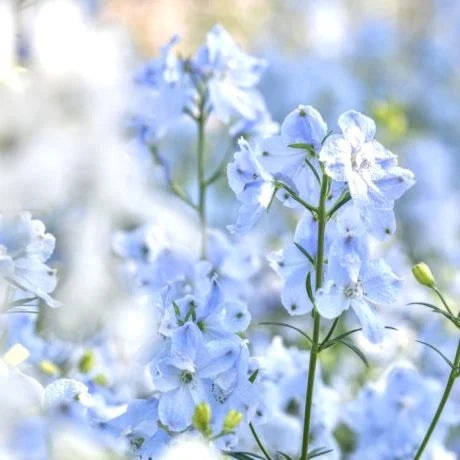 デルフィニウムの切り花を長持ちさせる手入れ方法、花言葉、特徴は