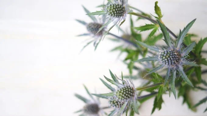 エリンジウム（エリンジューム）の切り花を長持ちさせるお手入れ方法は