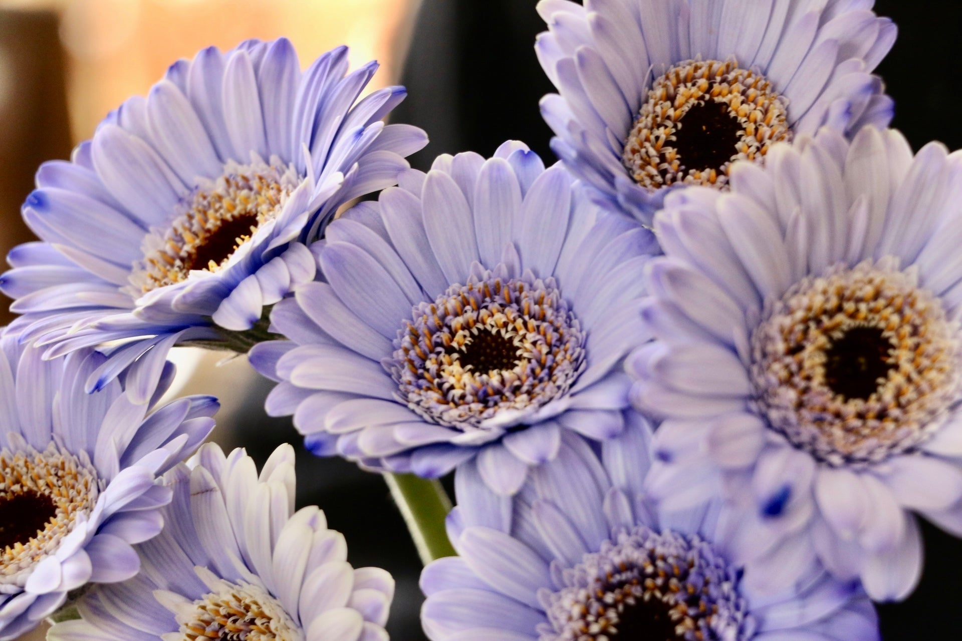 紫色のガーベラの花言葉｜本数別の意味やおすすめの組み合わせをご紹介