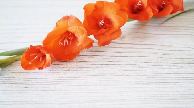 グラジオラスの切り花を長持ちさせる方法は？出回り時期や値段、花言葉
