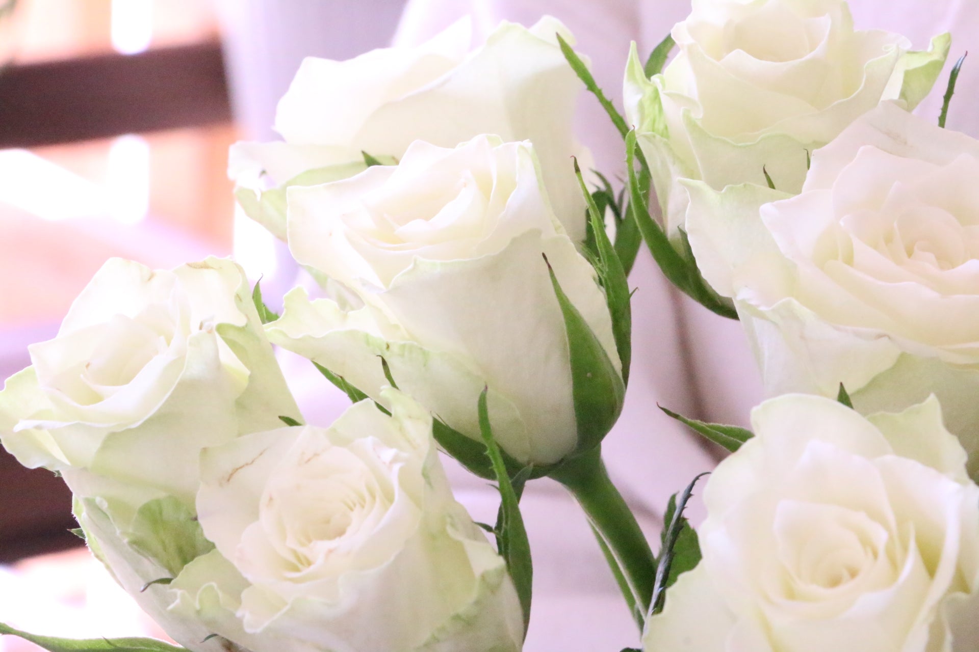 白いバラの花言葉|本数別の意味・おすすめのシーンをご紹介します