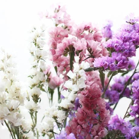 スターチスの切り花を長持ちさせるためには?ドライフラワーの作り方もご紹介!