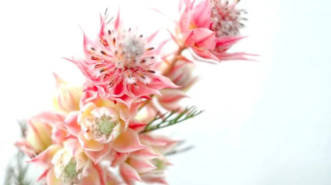 セルリアの切り花を長持ちさせるお手入れ方法は？特徴や花言葉も解説