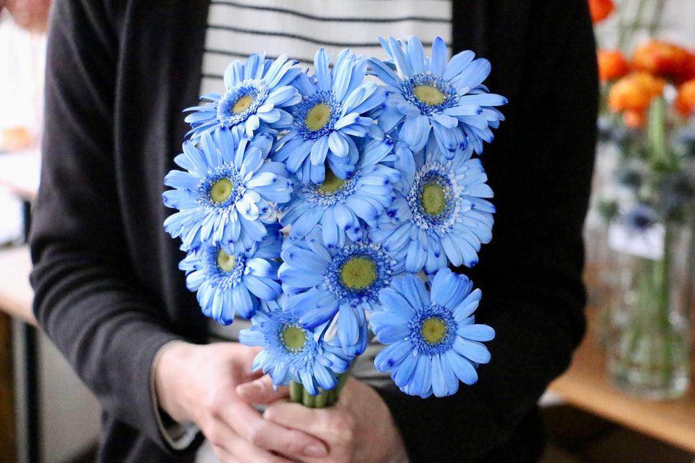 青色ガーベラの花束