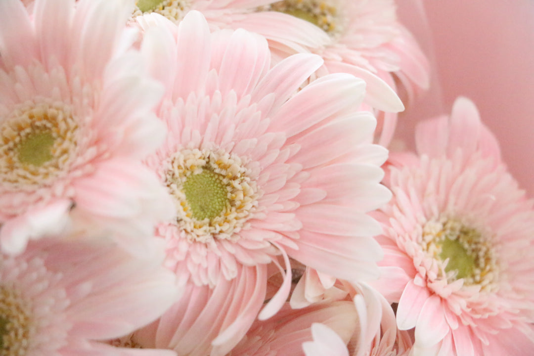 ピンク色のガーベラの花束(18本)-誠実