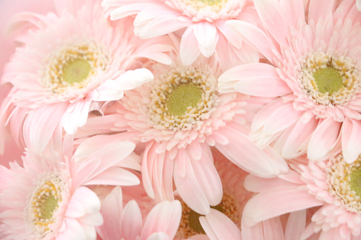 ピンク色のガーベラの花束(13本)-永遠の友情