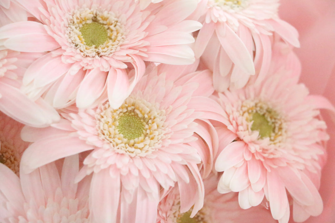ピンク色のガーベラの花束(13本)-永遠の友情