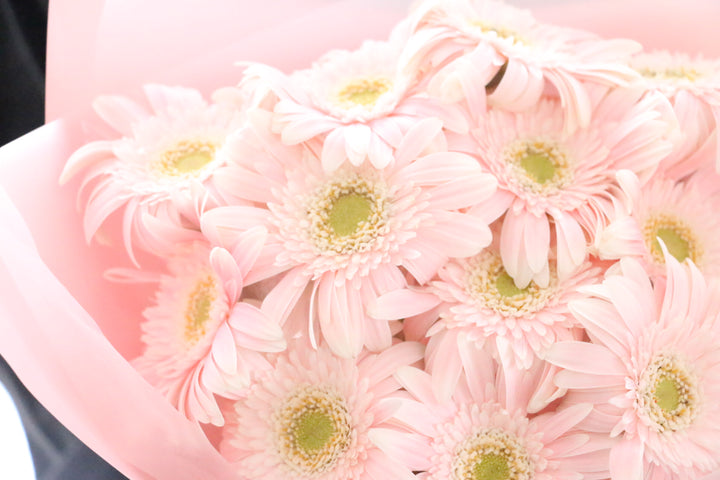 ピンク色のガーベラの花束(12本)-私の妻になってください