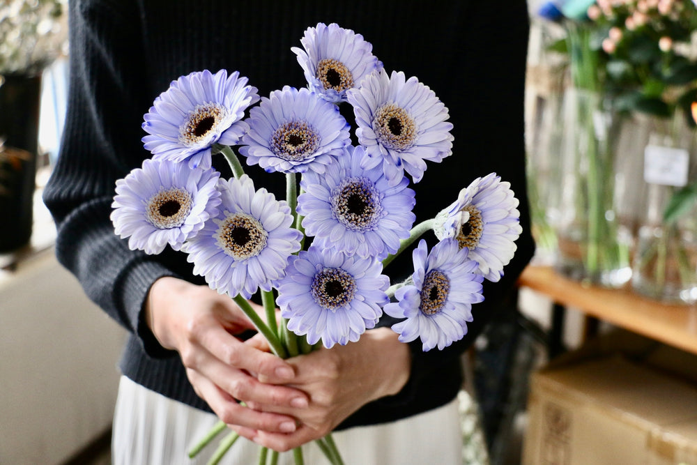 紫色ガーベラの花束