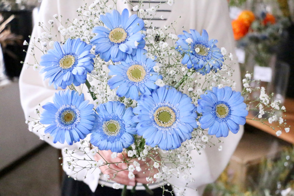 かすみ草(カスミソウ)と青色ガーベラ(染め)の花束