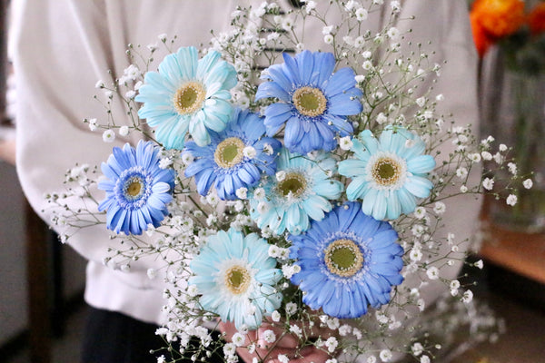 水色と青色のガーベラ(8本)とカスミソウの花束