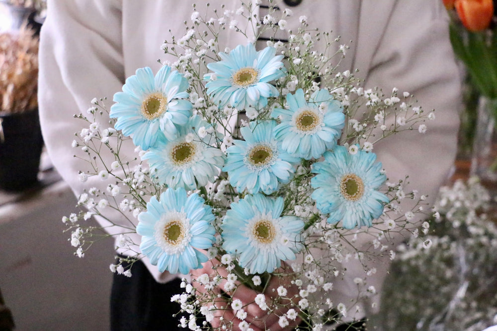 かすみ草(カスミソウ)と水色ガーベラ(染め)の花束