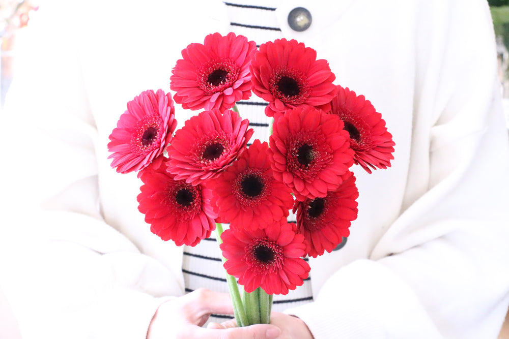 赤ガーベラの花束