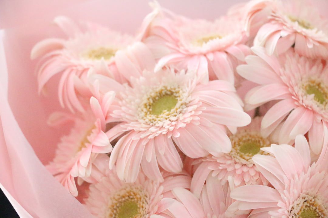 ピンク色のガーベラの花束(11本)-最愛