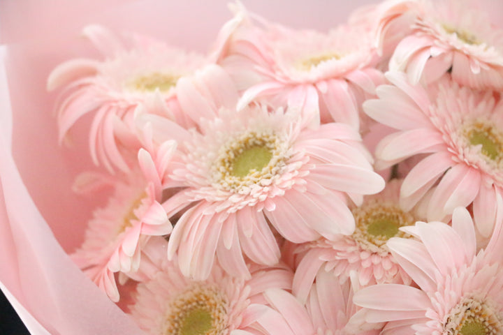 ピンク色のガーベラの花束(11本)-最愛