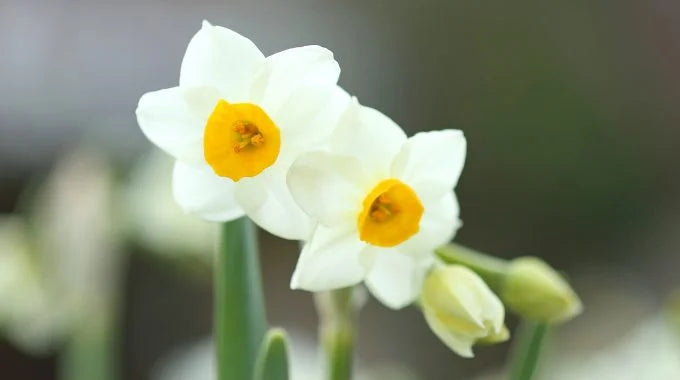 スイセン（水仙）の切り花を長持ちさせる方法は？日持ちや切り方、花言葉も解説！