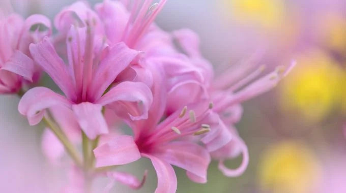 ネリネ（ダイヤモンドリリー）の切り花を長持ちさせるお手入れ方法は？出回り時期や値段、花言葉も解説