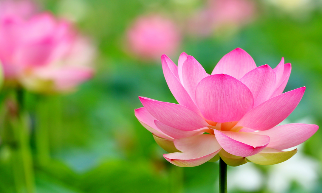 お盆に供える蓮の花の意味と飾り方｜他のお花との組み合わせも解説