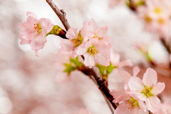 【2月の花】旬の切り花（25種類）をご紹介。花言葉、おすすめの花もまとめて解説！
