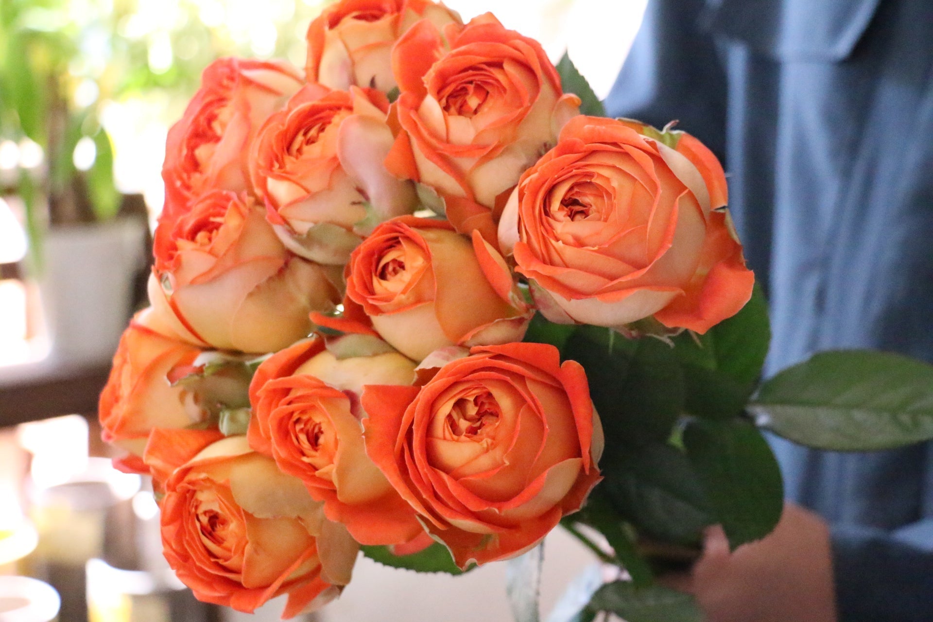 オレンジのバラの花言葉｜本数別の意味・おすすめのシーンをご紹介します