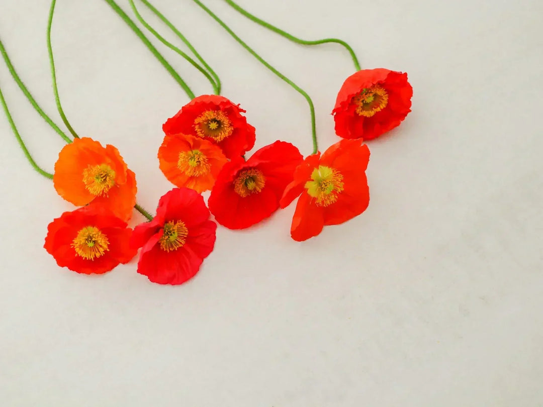 ポピーの切り花を長持ちさせるお手入れ方法は？日持ちや出回り時期、花言葉も解説！