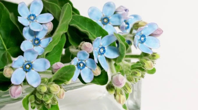 ブルースター（オキシペタルム）の切り花を長持ちさせるお手入れ方法は？出回り時期や花言葉、品種も解説！