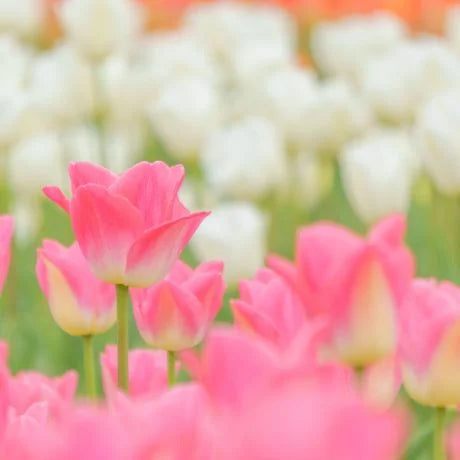 チューリップの切り花を長持ちさせる手入れ方法は？出回り時期や茎の切り方、花言葉も解説
