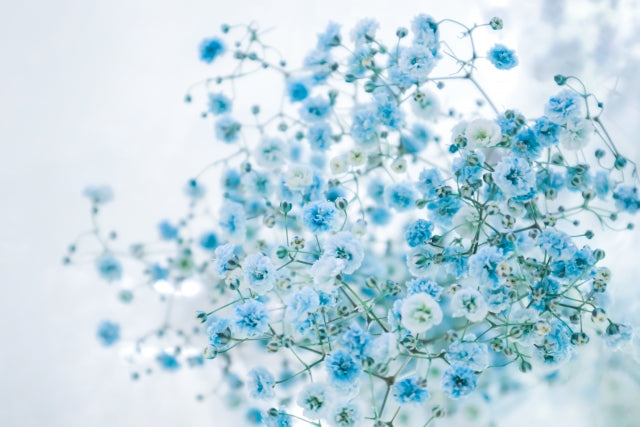 青いカスミソウの花言葉｜本数別の意味やおすすめの組み合わせをご紹介します！