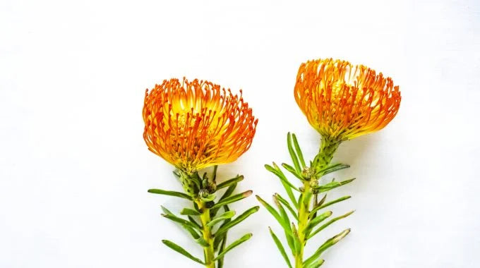 ピンクッションの切り花を長持ちさせるお手入れ方法は？特徴や花言葉も解説