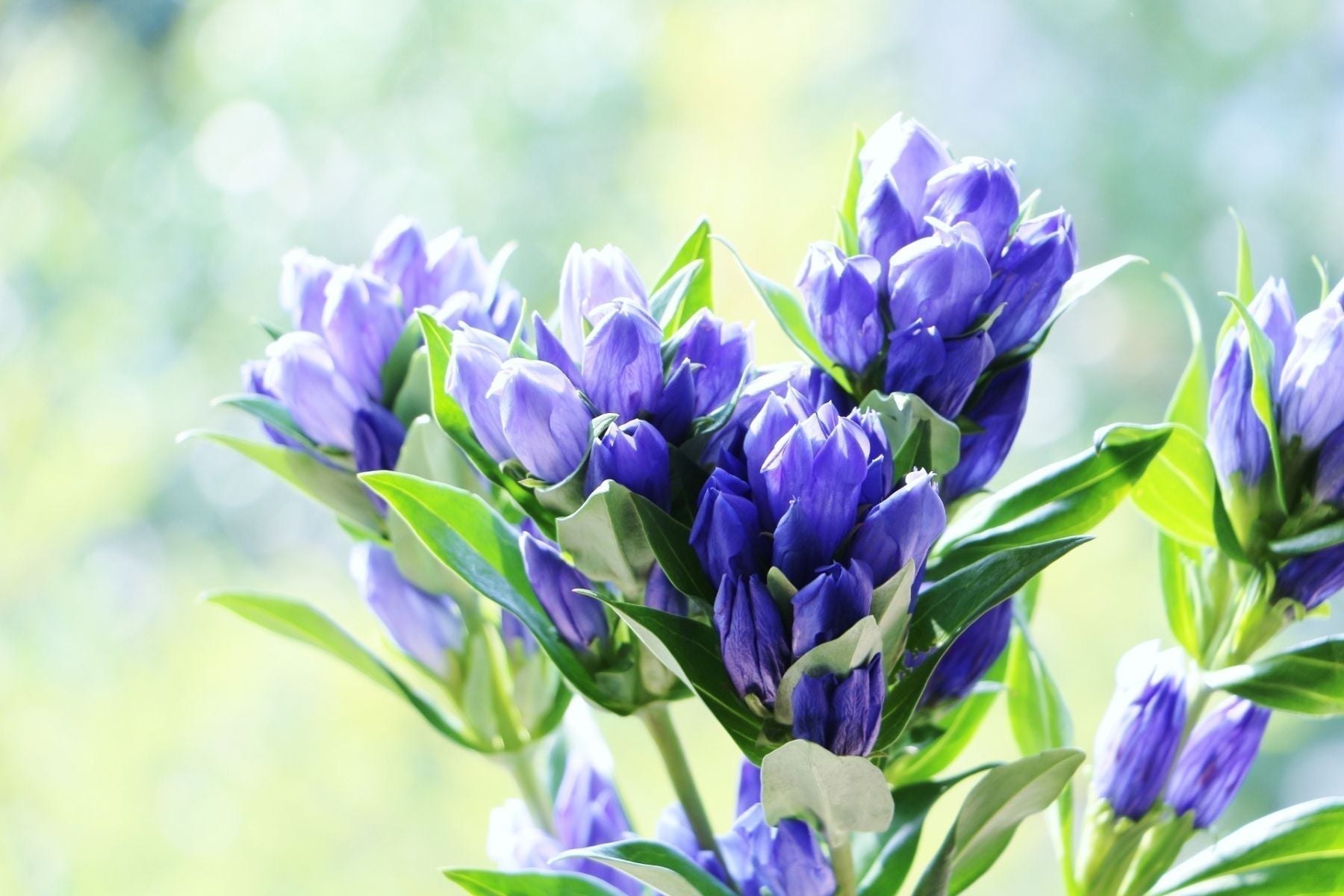 敬老の日に贈りたい花言葉｜お祝いの言葉・長寿・健康を願うおすすめの花
