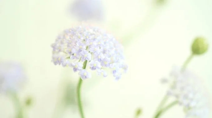 ブルーレースフラワーの切り花を長持ちさせるお手入れ方法は？花言葉、出回り時期も解説