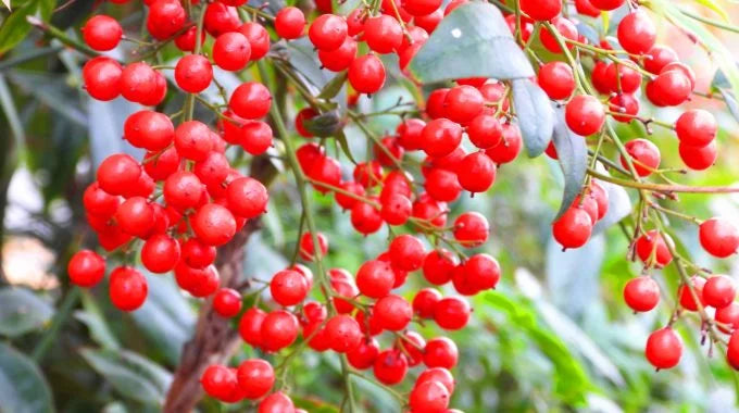 南天（ナンテン）の切り花を長持ちさせるお手入れ方法は？出回り時期、花言葉も解説！