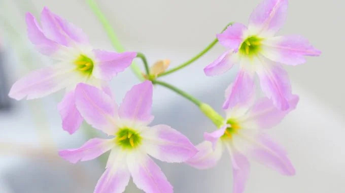 リューココリーネの切り花を長持ちさせるお手入れ方法は？出回り品種や花言葉も解説