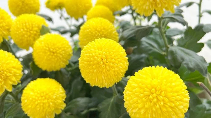 菊（マム）の切り花を長持ちさせるお手入れ方法は？特徴や花言葉も解説！