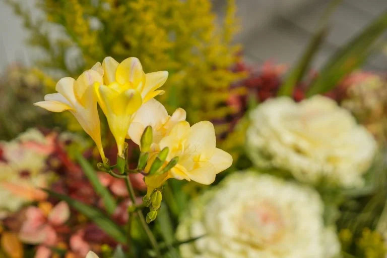 フリージアの切り花を長持ちさせるお手入れ方法は？適切な水の量や出回り時期、花言葉も解説！