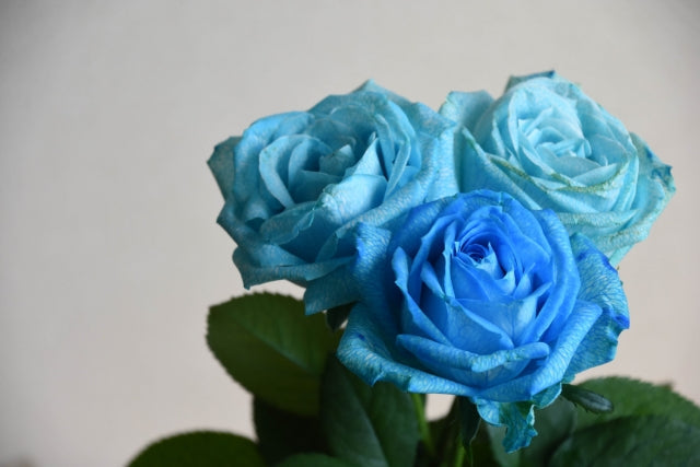 青いバラの花言葉｜本数別の意味・おすすめのシーンをご紹介します。