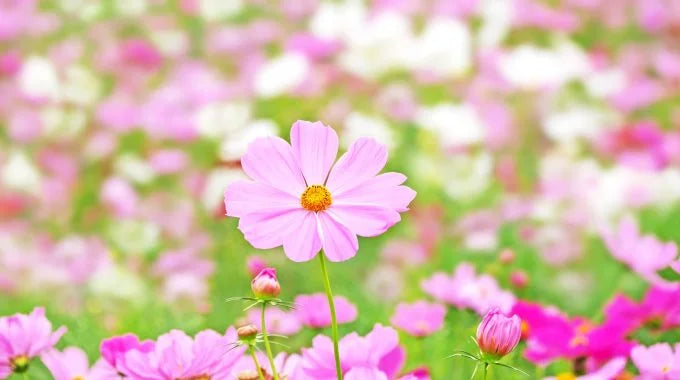 コスモス（秋桜）の切り花を長持ちさせるお手入れ方法は？出回り時期や花言葉、品種も解説