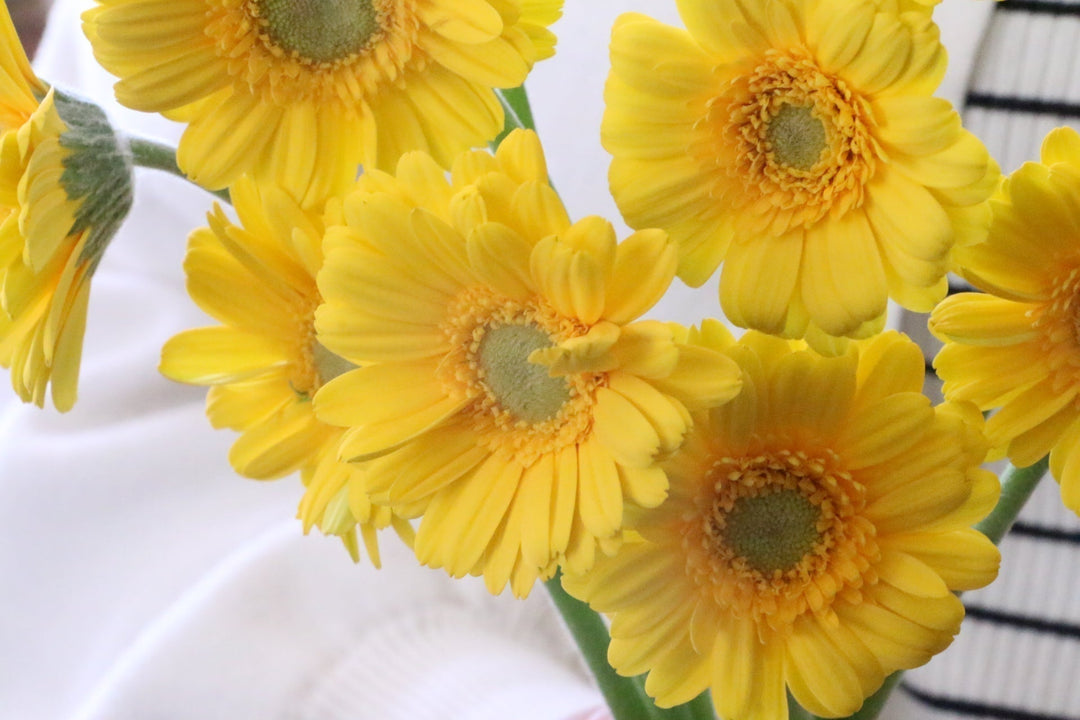 黄色いガーベラの花言葉｜本数別の意味やおすすめの組み合わせをご紹介します！